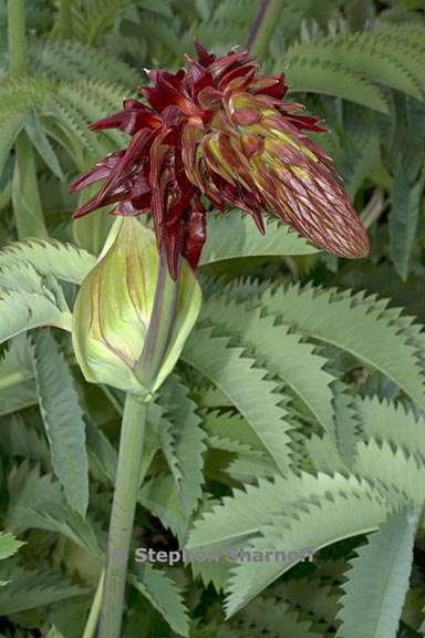 melianthus major 4 graphic